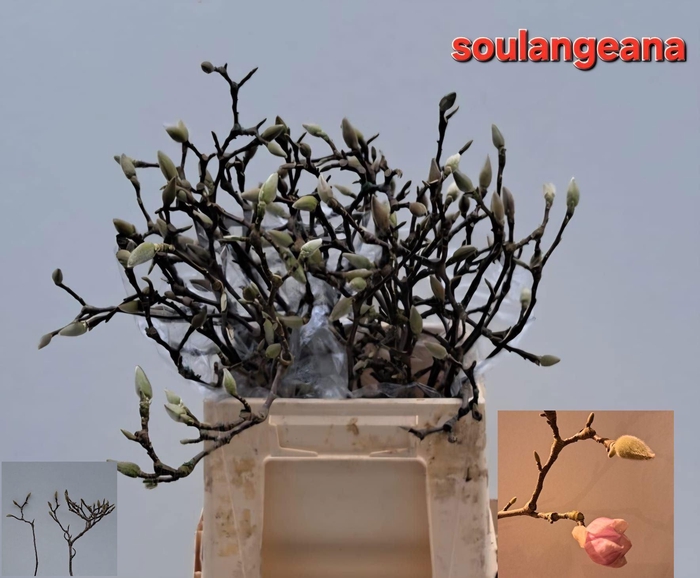 <h4>MAGNOLIA GRANDIFLORA MAGNOLIA GRAND</h4>