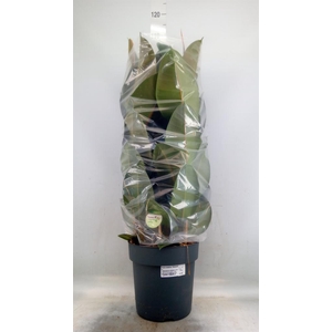 Ficus elastica 'Robusta'