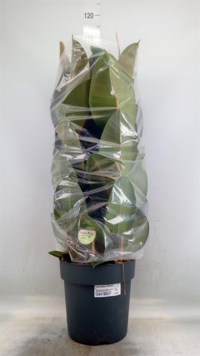<h4>Ficus elastica 'Robusta'</h4>