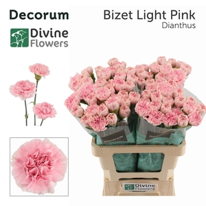 Di St Bizet Light Pink Divine