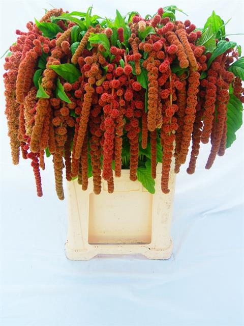 AMAR CA CORAL