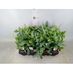 Phlebodium aureum 'Blue Star'