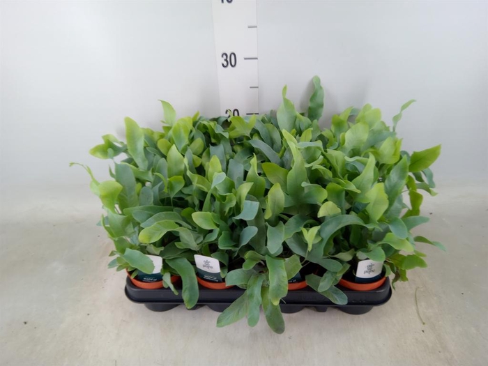 <h4>Phlebodium aureum 'Blue Star'</h4>