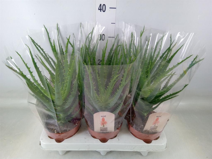 <h4>Aloe arborescens</h4>