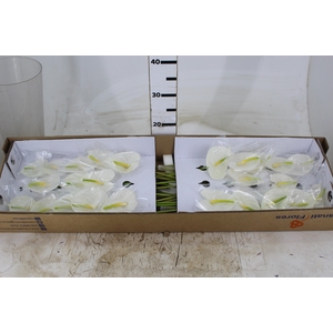 ANTHURIUM PRESENCE 9/11 035 CM DIAM MIN 9 CM BRANCO