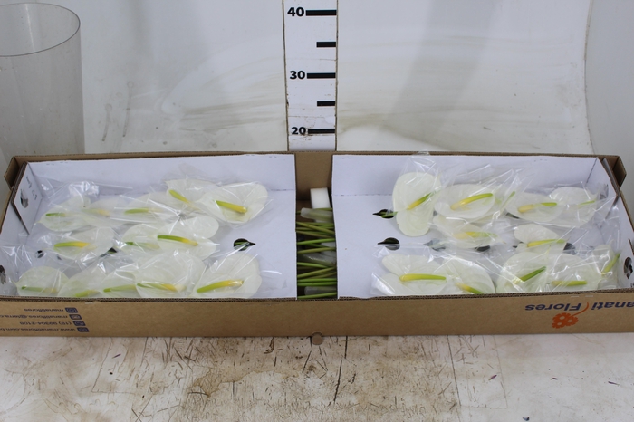 <h4>ANTHURIUM PRESENCE 9/11 035 CM DIAM MIN 9 CM BRANCO</h4>