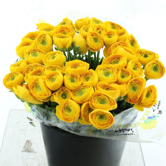 <h4>Ran Su Sr Omega Yellow Super</h4>