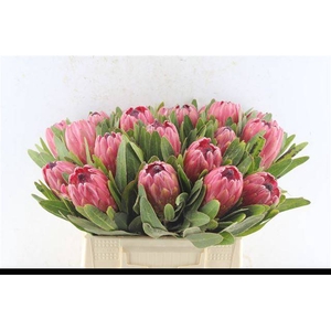 PROTEA RED ICE