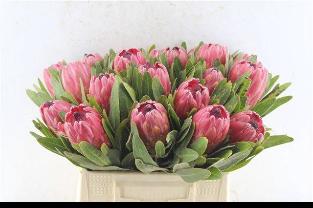 <h4>PROTEA RED ICE</h4>