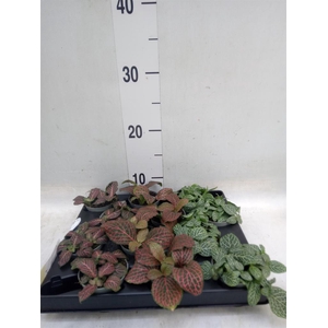 Fittonia   ...mix 4