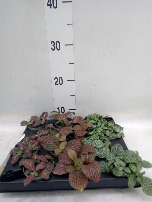<h4>Fittonia   ...mix 4</h4>
