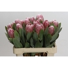Protea Penny Pink