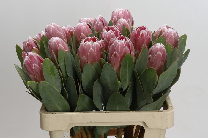 <h4>Protea Penny Pink</h4>