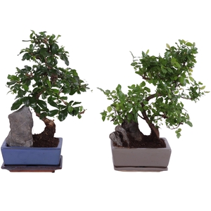 Bonsai S-Shape Mix with Rock in Ø15cm Ceramic with Saucer