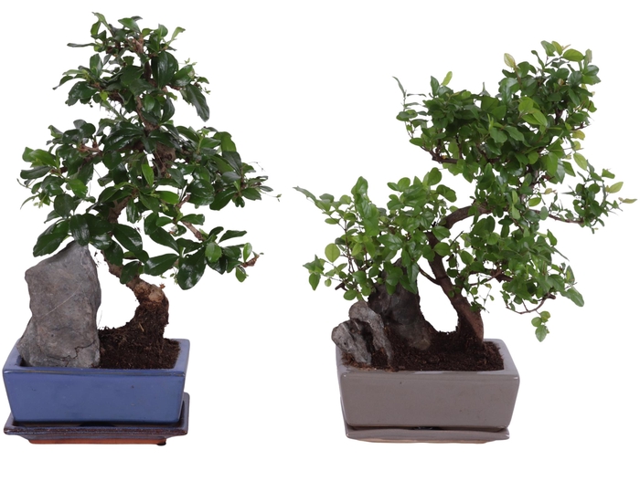 <h4>Bonsai S-Shape Mix with Rock in Ø15cm Ceramic with Saucer</h4>