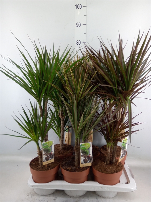 <h4>Dracaena   ...mix</h4>