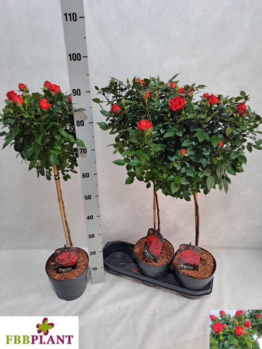 <h4>ROSA ST OV</h4>