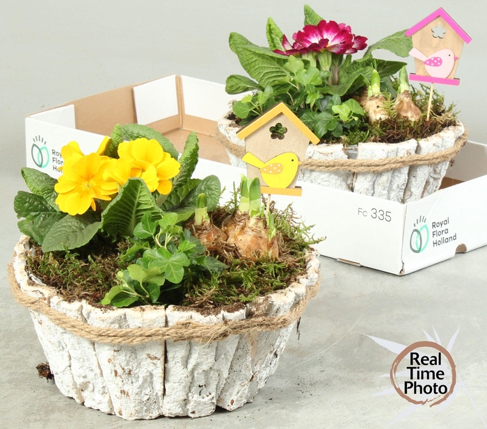 <h4>ARR TUINPLANTEN</h4>