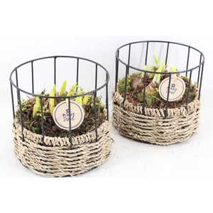 arr4 Bollenmix PL - Mand rond metaal x6