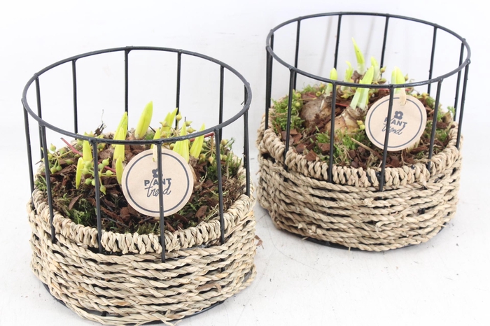 <h4>arr4 Bollenmix PL - Mand rond metaal x6</h4>