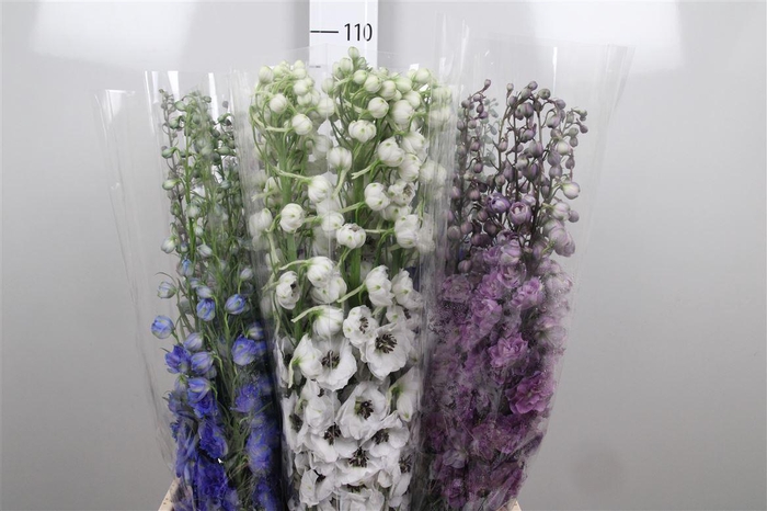 <h4>Delphinium Mix</h4>