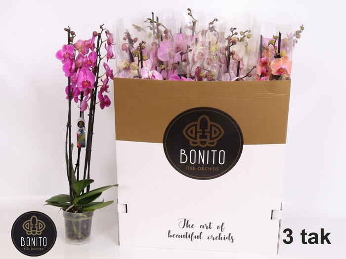 <h4>PHAL GEM 7 KL</h4>