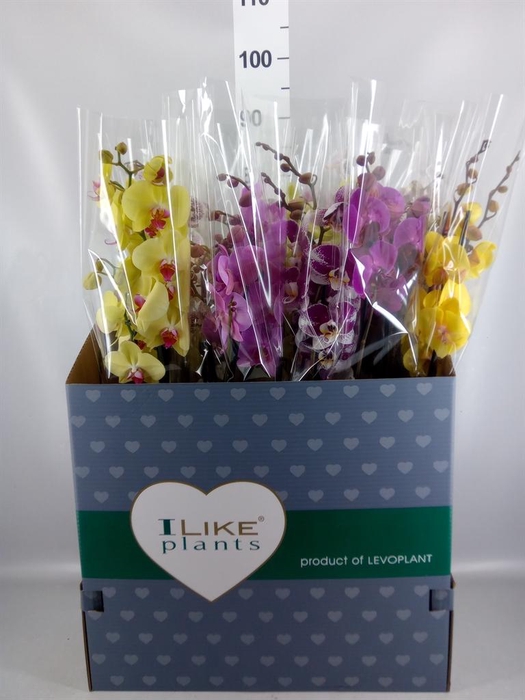 <h4>Phalaenopsis   ...mix</h4>