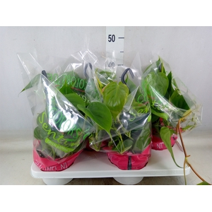 Philodendron scand.