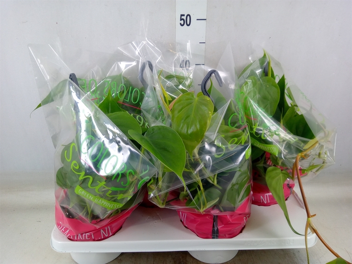 <h4>Philodendron scand.</h4>