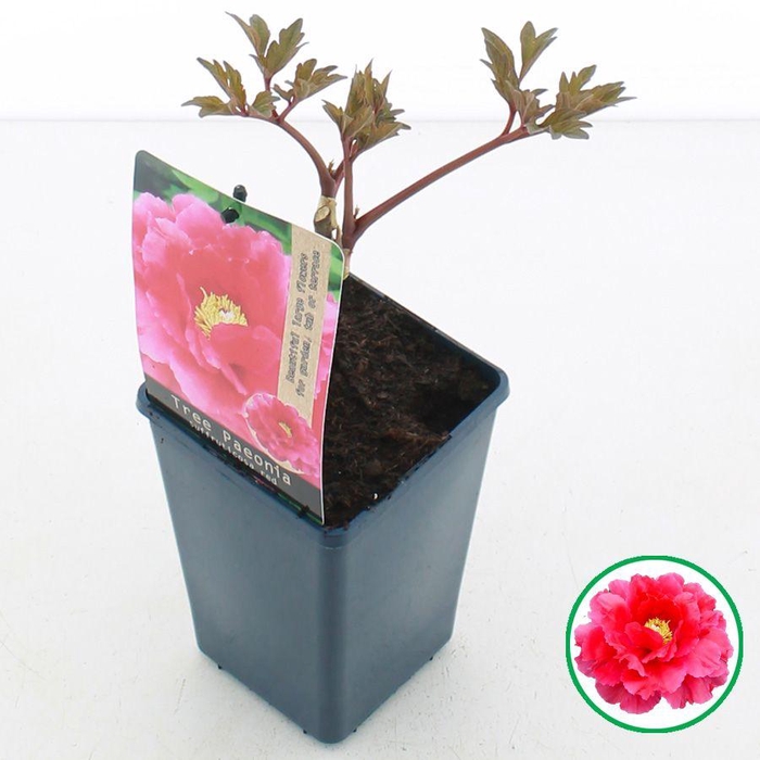 <h4>Paeonia suffruticosa Rood C1.5 (15cm.)</h4>
