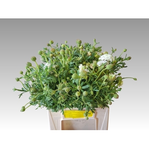 SNIJBLOEMEN OV