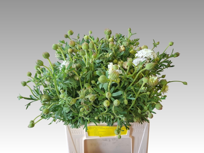 <h4>SNIJBLOEMEN OV</h4>