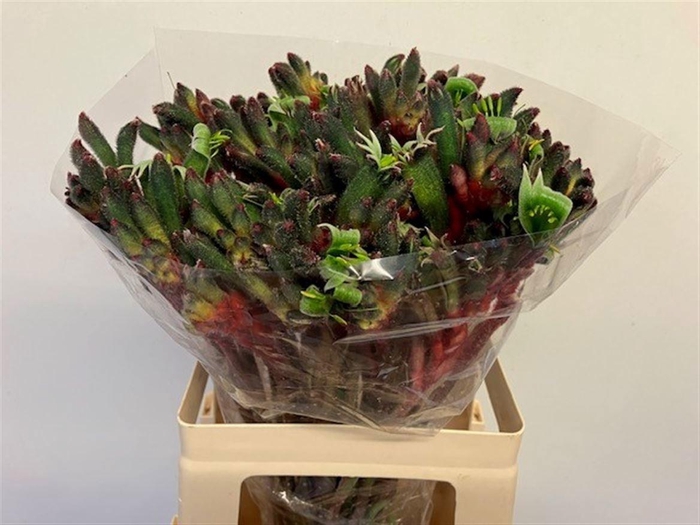 <h4>ANIGOZ ROYAL CHEER</h4>