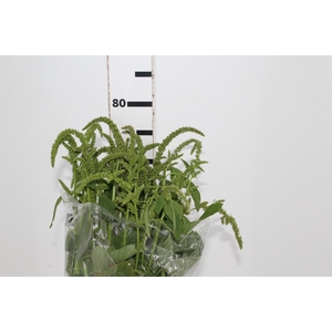 AMARANTHUS VERDE