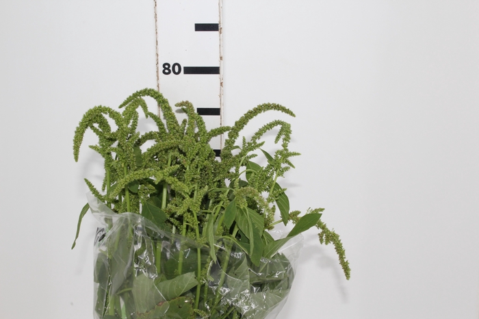 AMARANTHUS VERDE