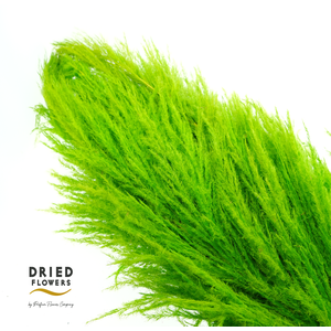 Dried Cortaderia Sacuara Olive