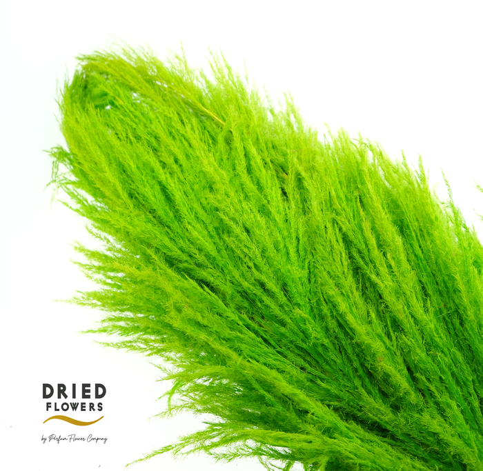 <h4>Dried Cortaderia Sacuara Olive</h4>