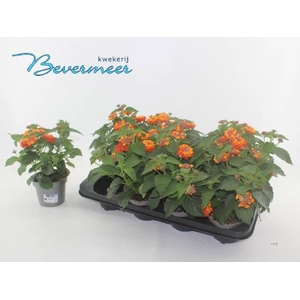 LANTANA PINATA P12