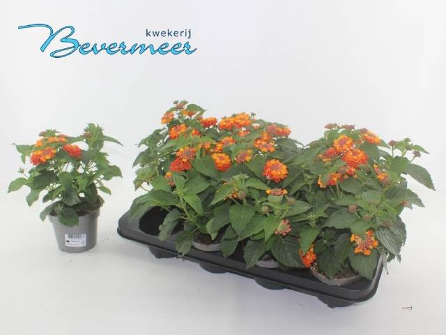 <h4>LANTANA PINATA P12</h4>