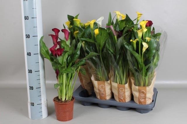 <h4>ZANT GEM 4 KL</h4>