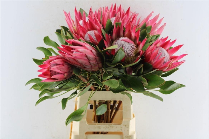 <h4>PROTEA CY MADIBA</h4>