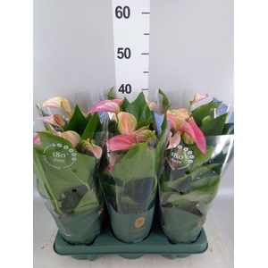 Anthurium  'Joli Duo'  ..mix in pot