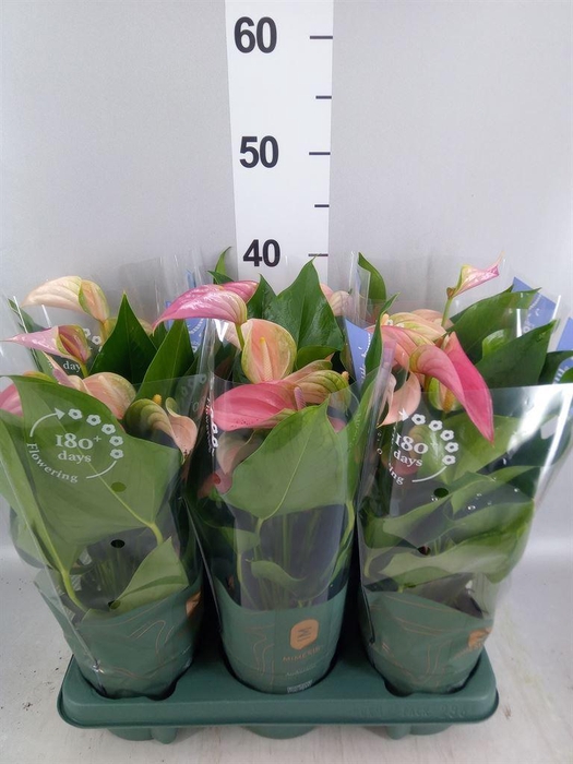 <h4>Anthurium  'Joli Duo'  ..mix in pot</h4>
