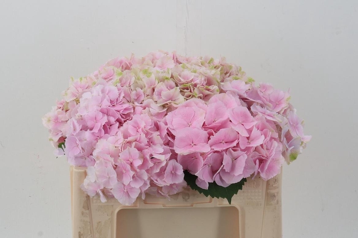 <h4>Hydr M Ch Verena</h4>