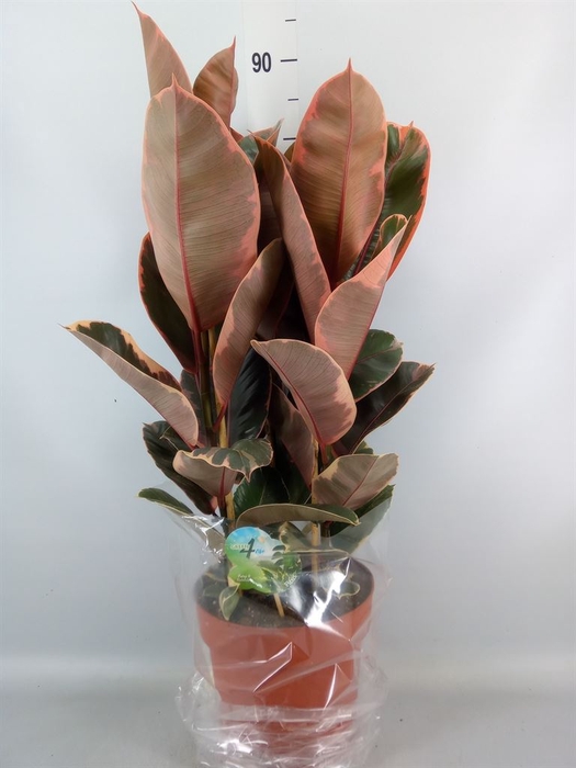 <h4>Ficus elastica 'Belize'</h4>