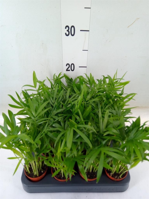 <h4>Chamaedorea elegans</h4>