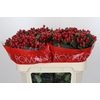 Hypericum True Romance