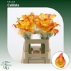 Calla Callista