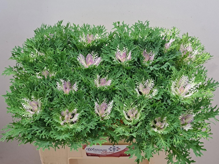 <h4>BRASS CRANE KING</h4>