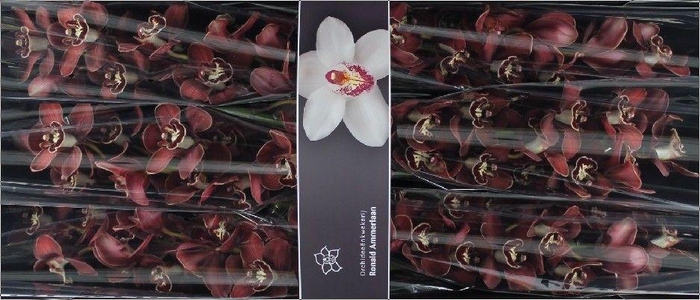 <h4>Cymbidium Flameflor</h4>